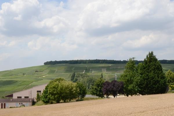 Très belle vue sur vignes