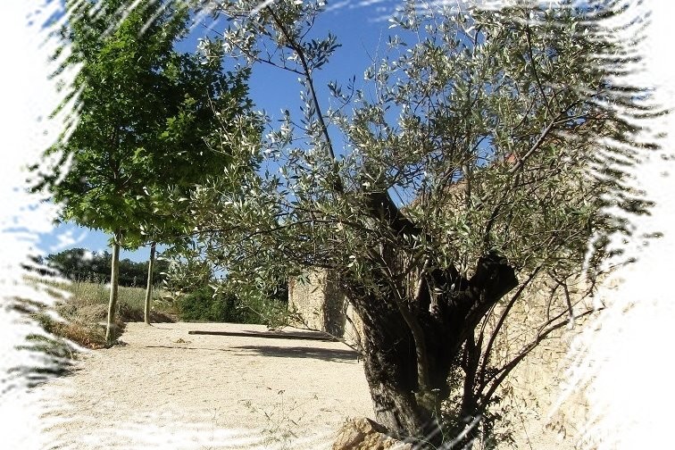 TERRAIN DE BOULES - QUE LE MEILLEUR GAGNE !