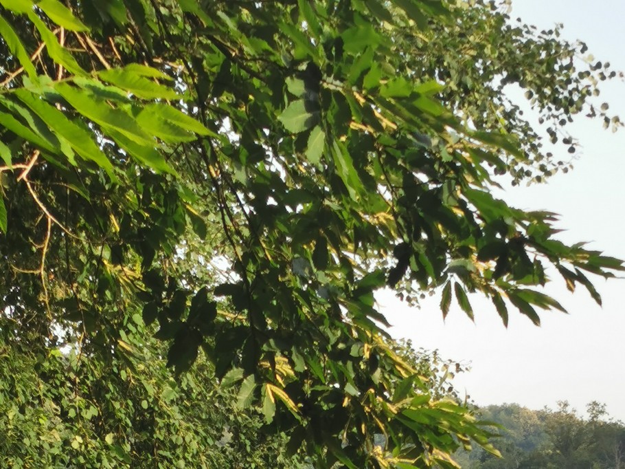 Cale de mise à l'eau