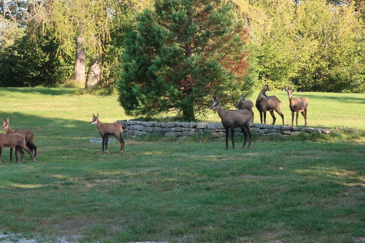 Les chamois