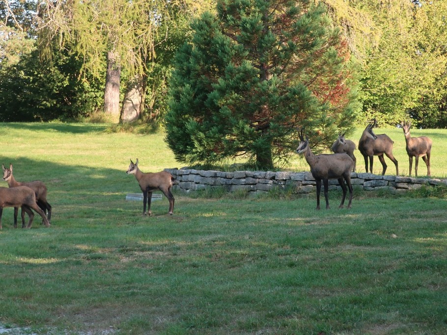 Les chamois