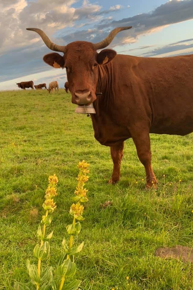 Vache salers, gentiane, montagne : tous les éléments d'un bon séjour dans le Cantal.