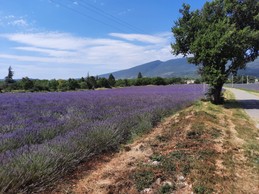 Les champs de lavande, La Maison de Thalia, au cœur du village (proche Sisteron, Provence)