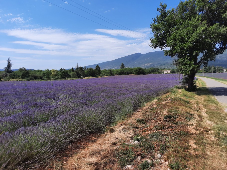 Les champs de lavande, La Maison de Thalia, au cœur du village (proche Sisteron, Provence)