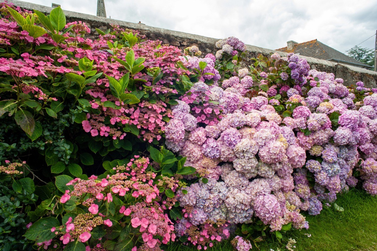 les fleurs dans le jardin
