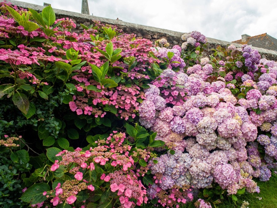 les fleurs dans le jardin