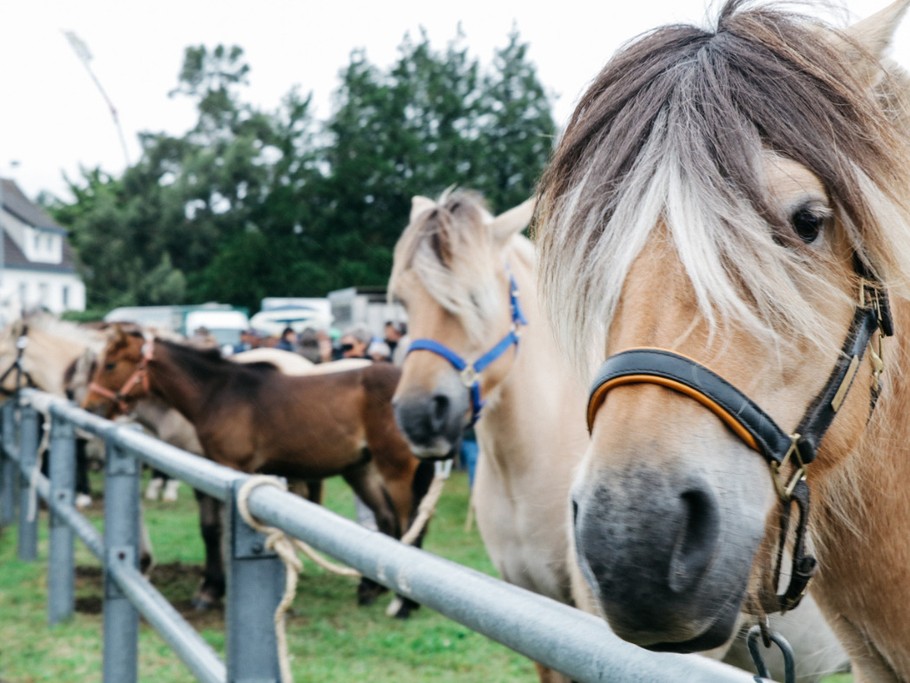 Foire de Lessay en septembre