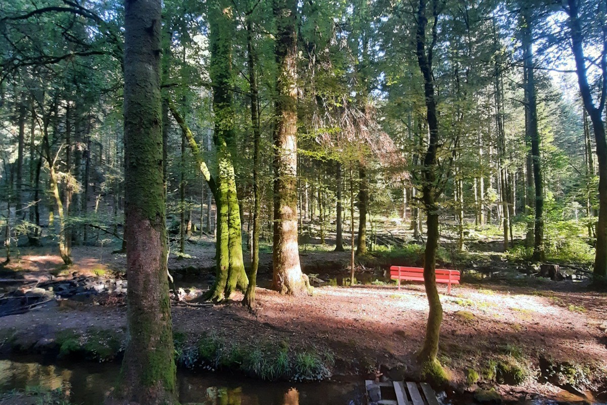 Ballades en forêt - Le Chanot