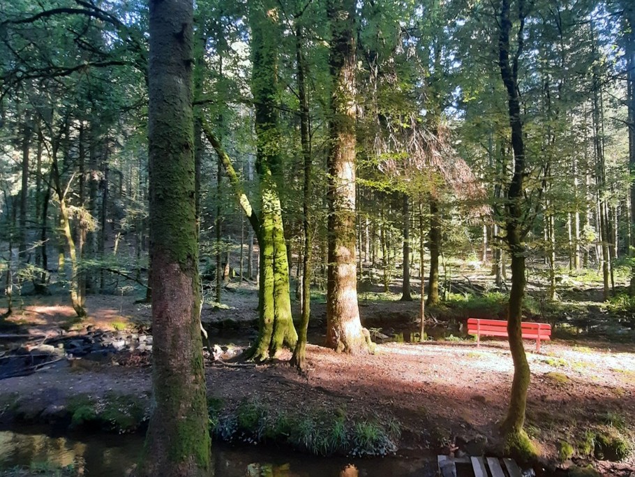 Ballades en forêt - Le Chanot