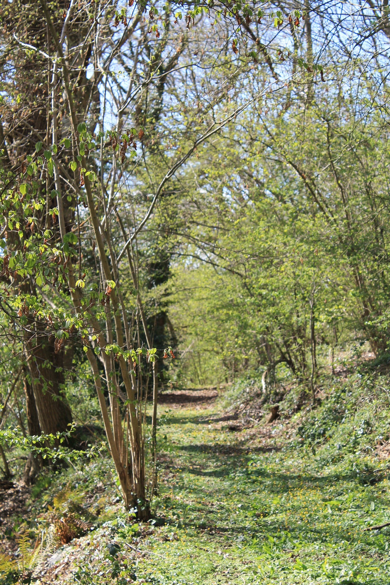 bois La Ville Marqué