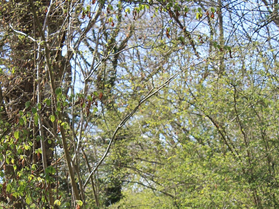 bois La Ville Marqué