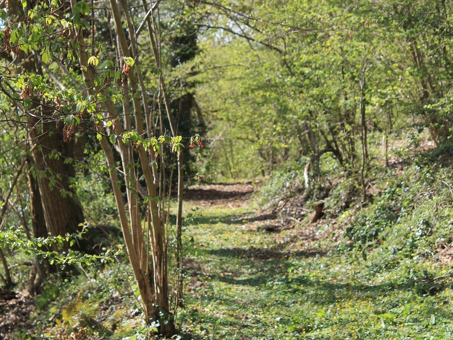 bois La Ville Marqué