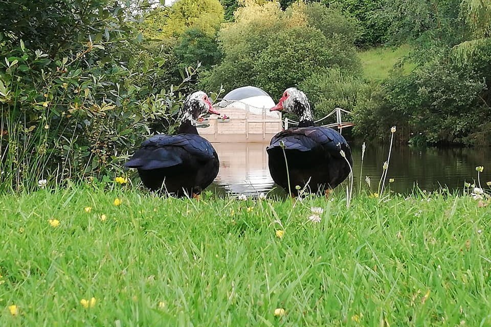 Les canards de l'étang