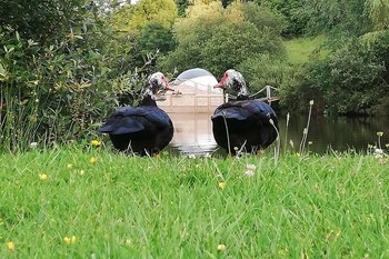 Les canards de l'étang