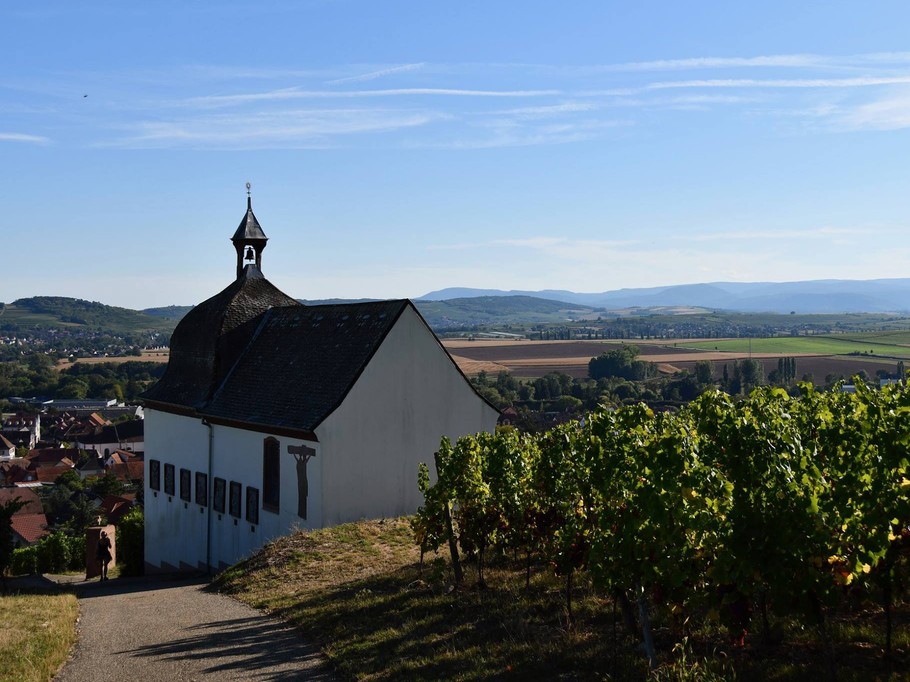 Balade dans le vignoble de Marlenheim
