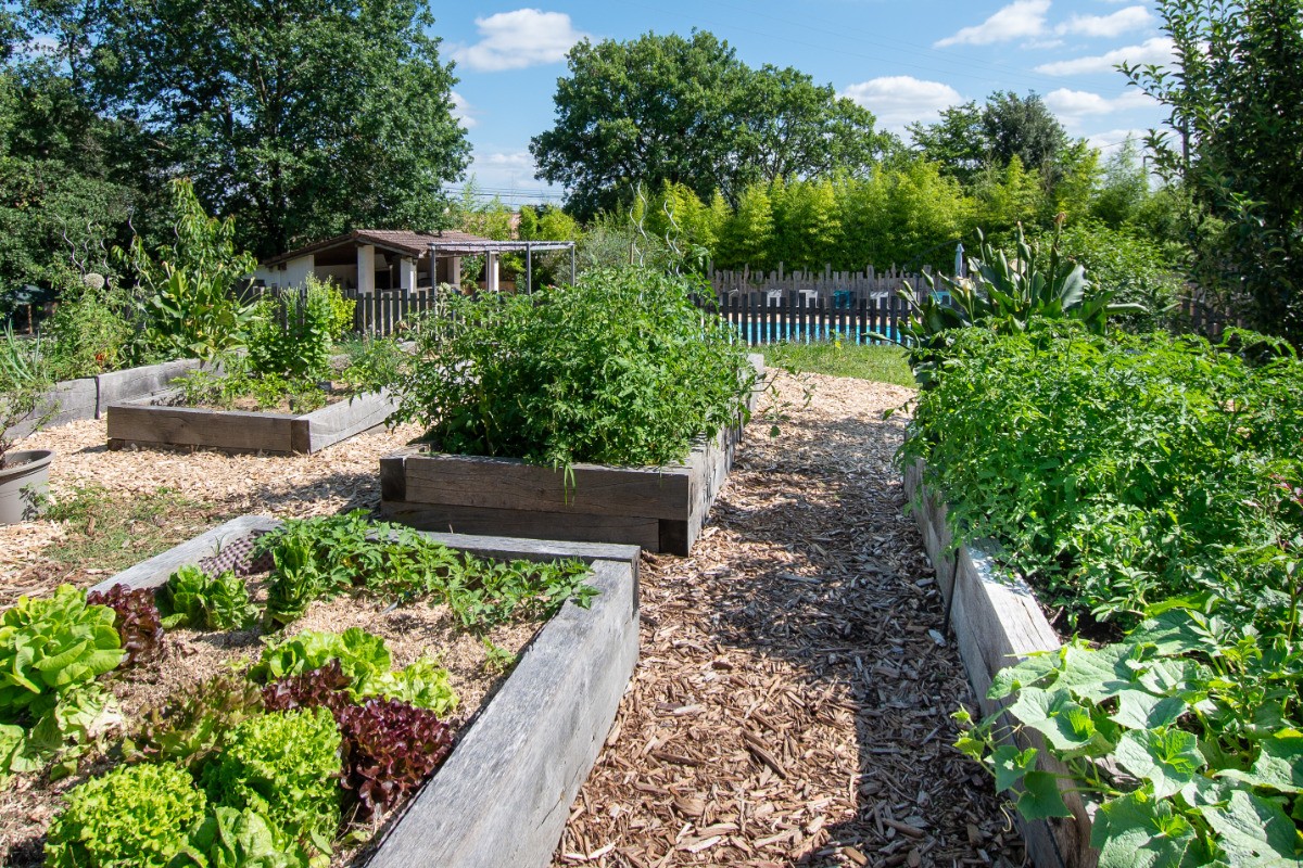 Le potager qui sert pour les repas et les ateliers