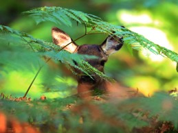Les animaux qui nous entourent