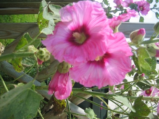 rose trémière