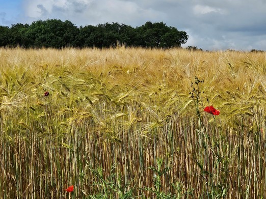 Image n° 1 de la location