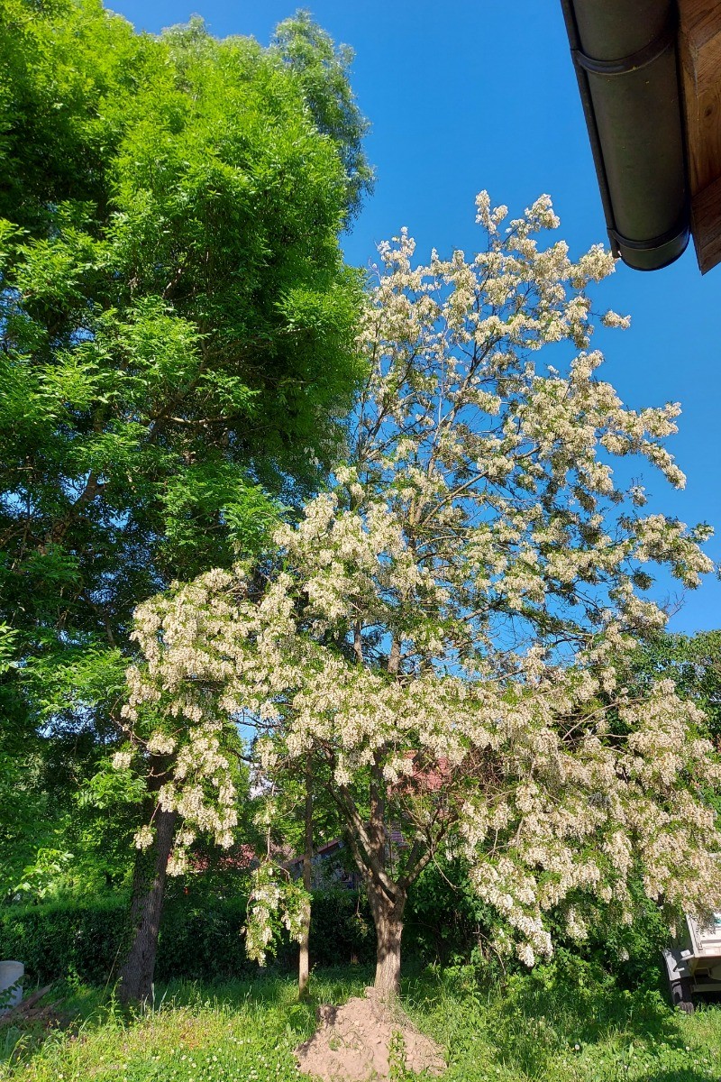 Les acacias en fleurs