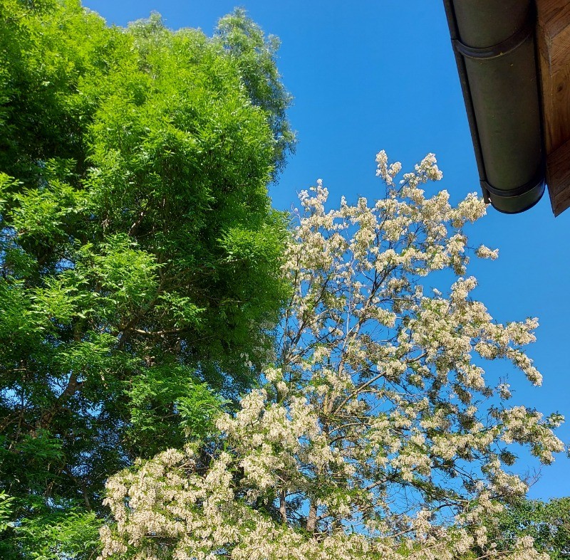 Les acacias en fleurs