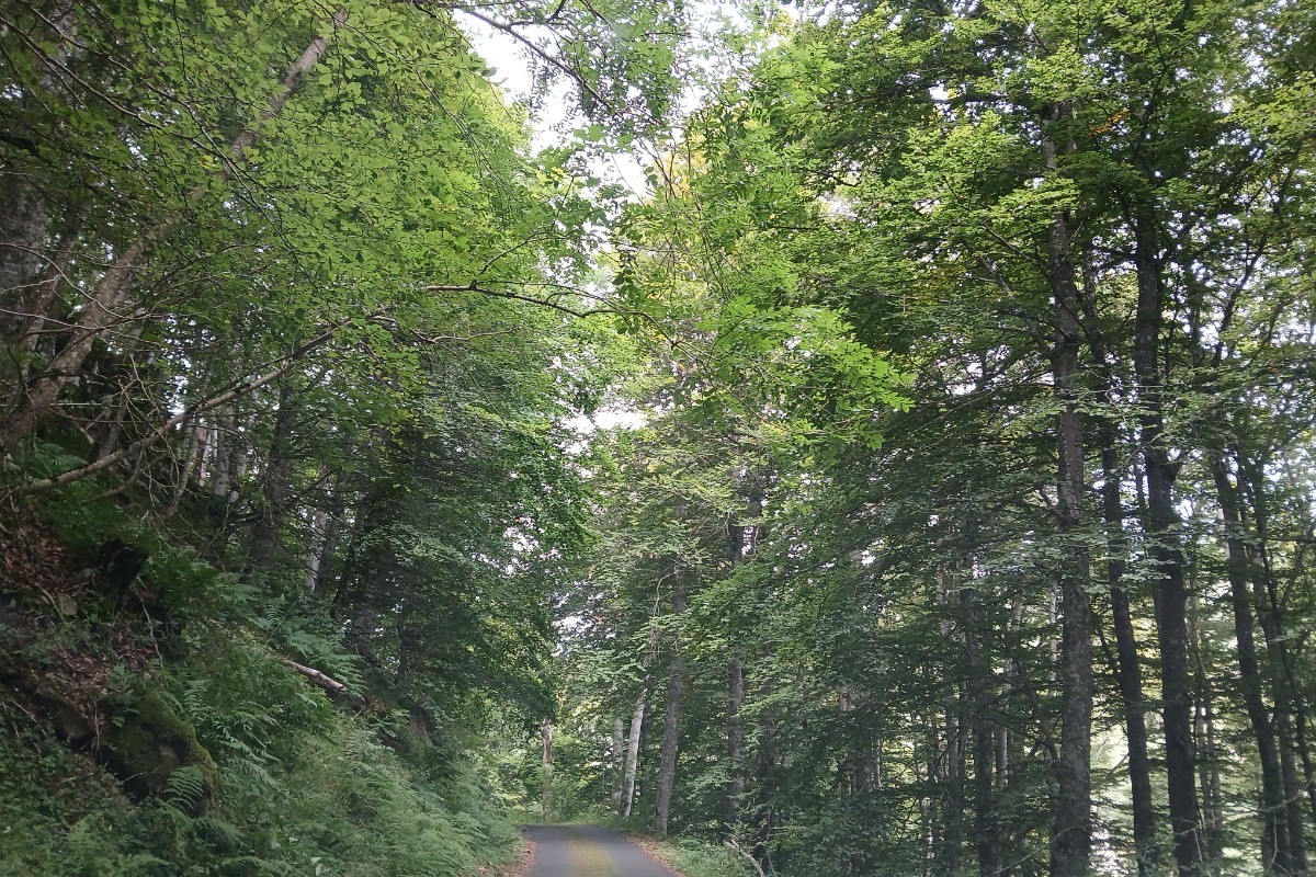 Mazoires - Cézallier - Nature