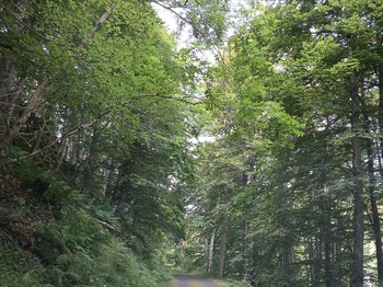 Mazoires - Cézallier - Nature