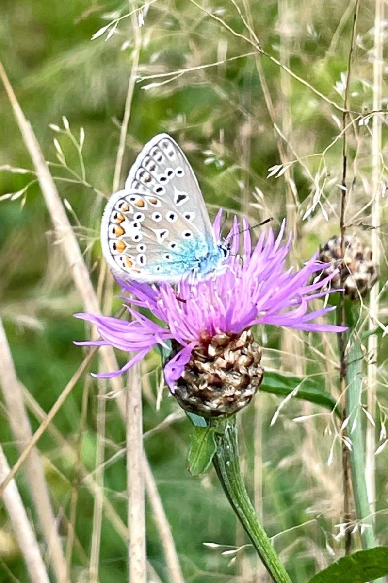 Photo n° 20 de la location