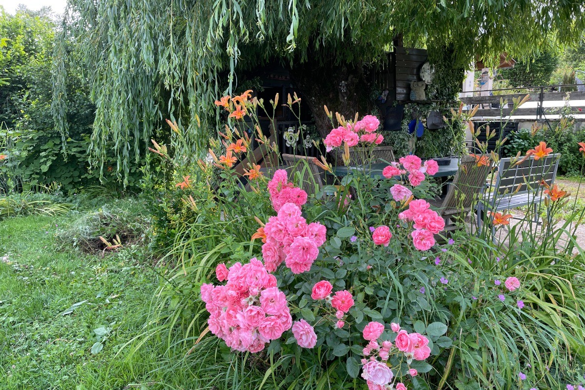 Le saule.