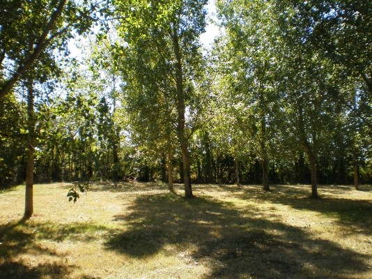 Terrain arboré
