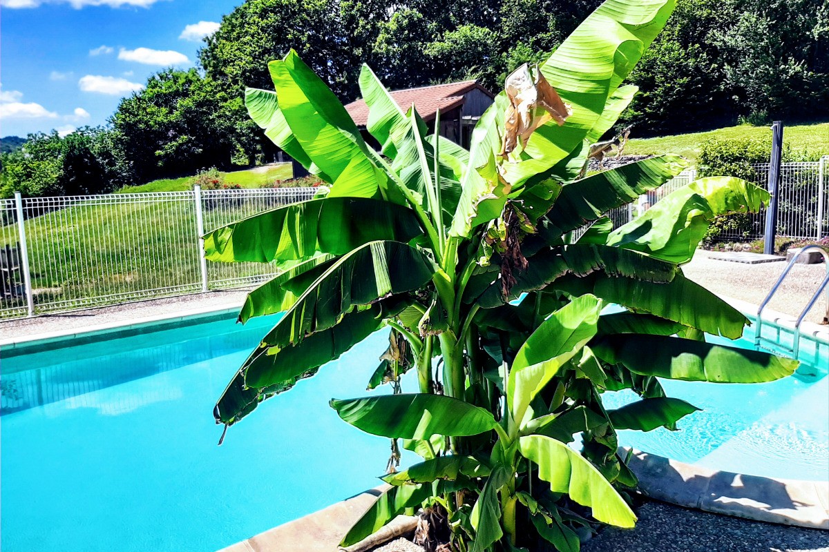 piscine et son bananier