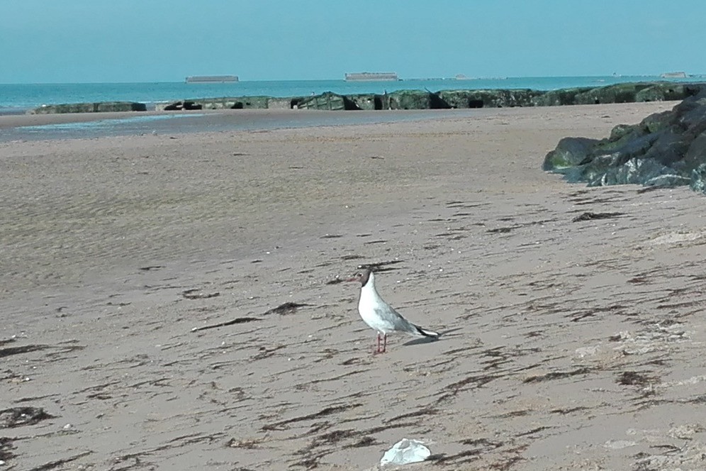 Plage d'Arromanches, avec les vestiges du Débarquement