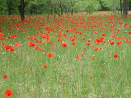 Au printemps les coquelicots vous acueillent
