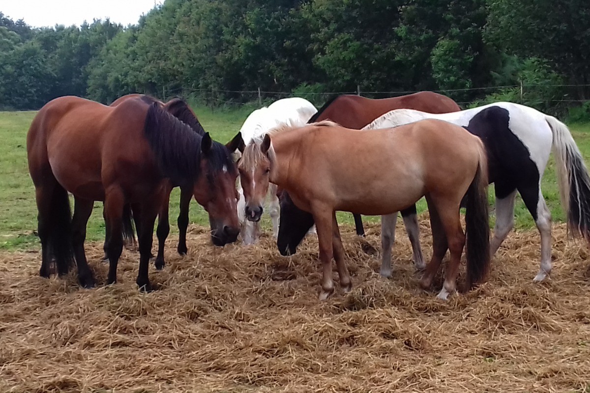pension de  chevaux près du gîte