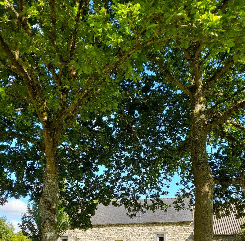 Maison, location Clévacances Bourbriac (Côtes d'Armor, Bretagne) - -A l'ombre des chênes