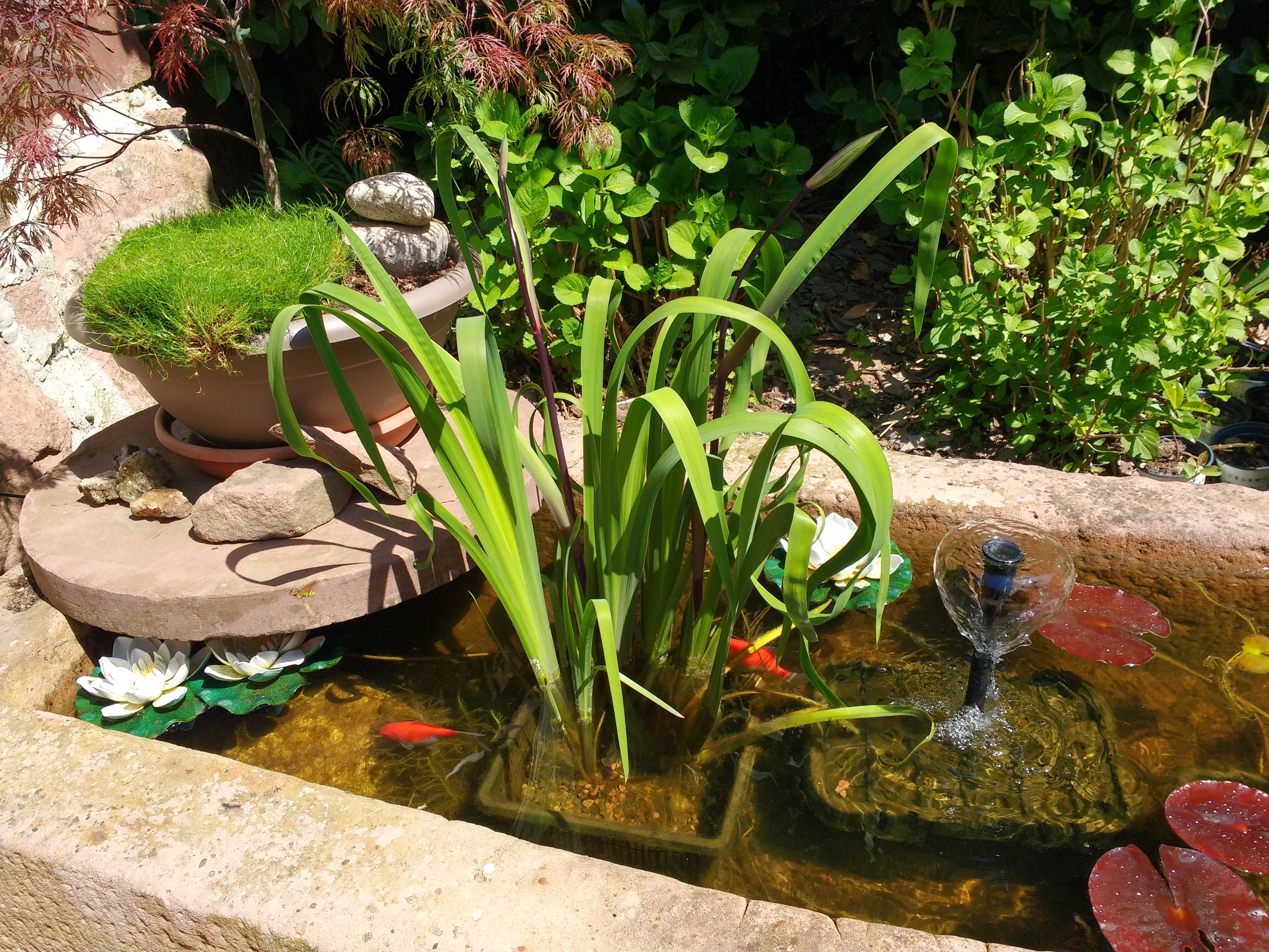 Goldfish pond