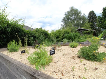 Jardinet de plantes aromatiques