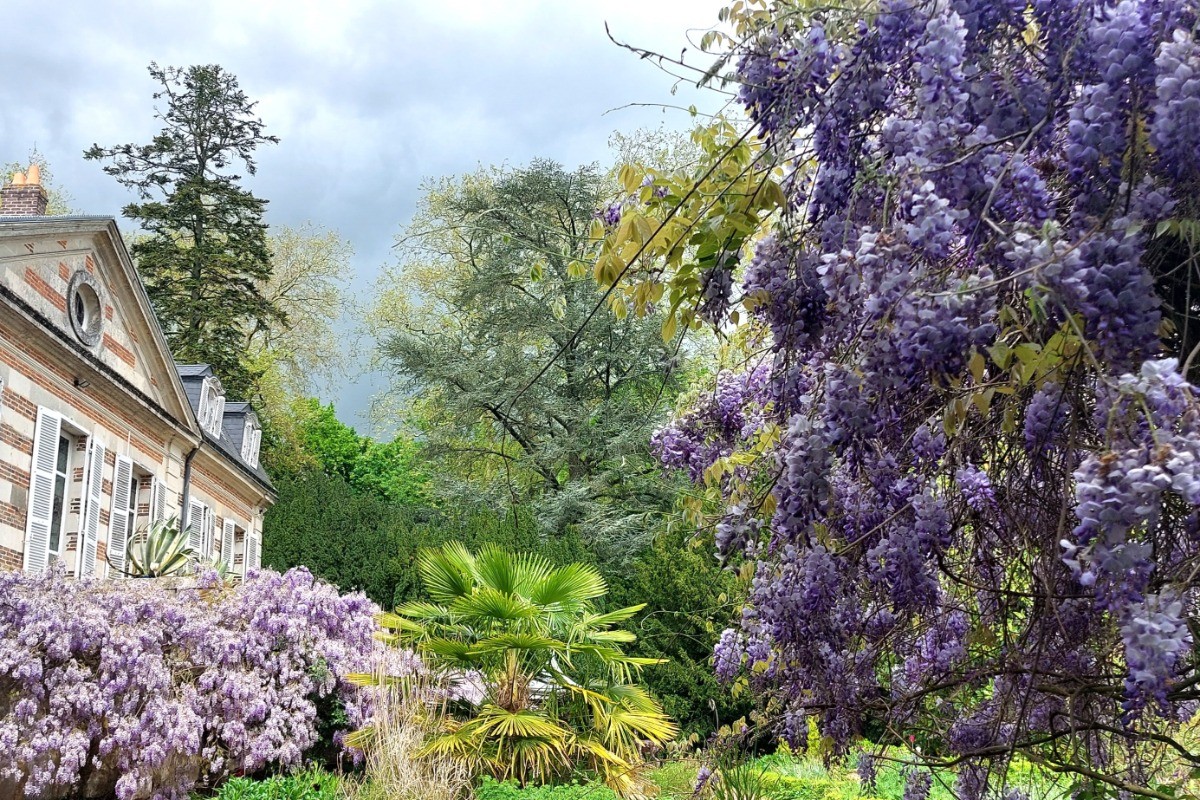 La glycine en fleur dans le parc du Château de la Gavolerie.