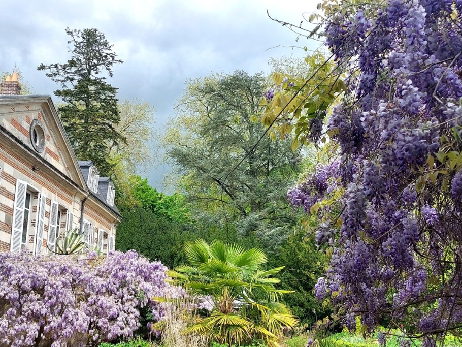 La glycine en fleur dans le parc du Château de la Gavolerie.
