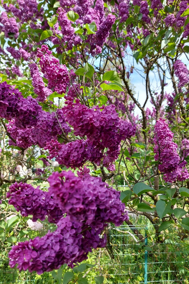 Les lilas annoncent l'arrivée du printemps....