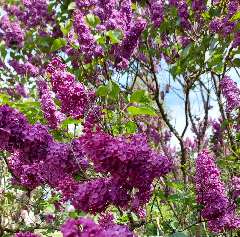 Les lilas annoncent l'arrivée du printemps....