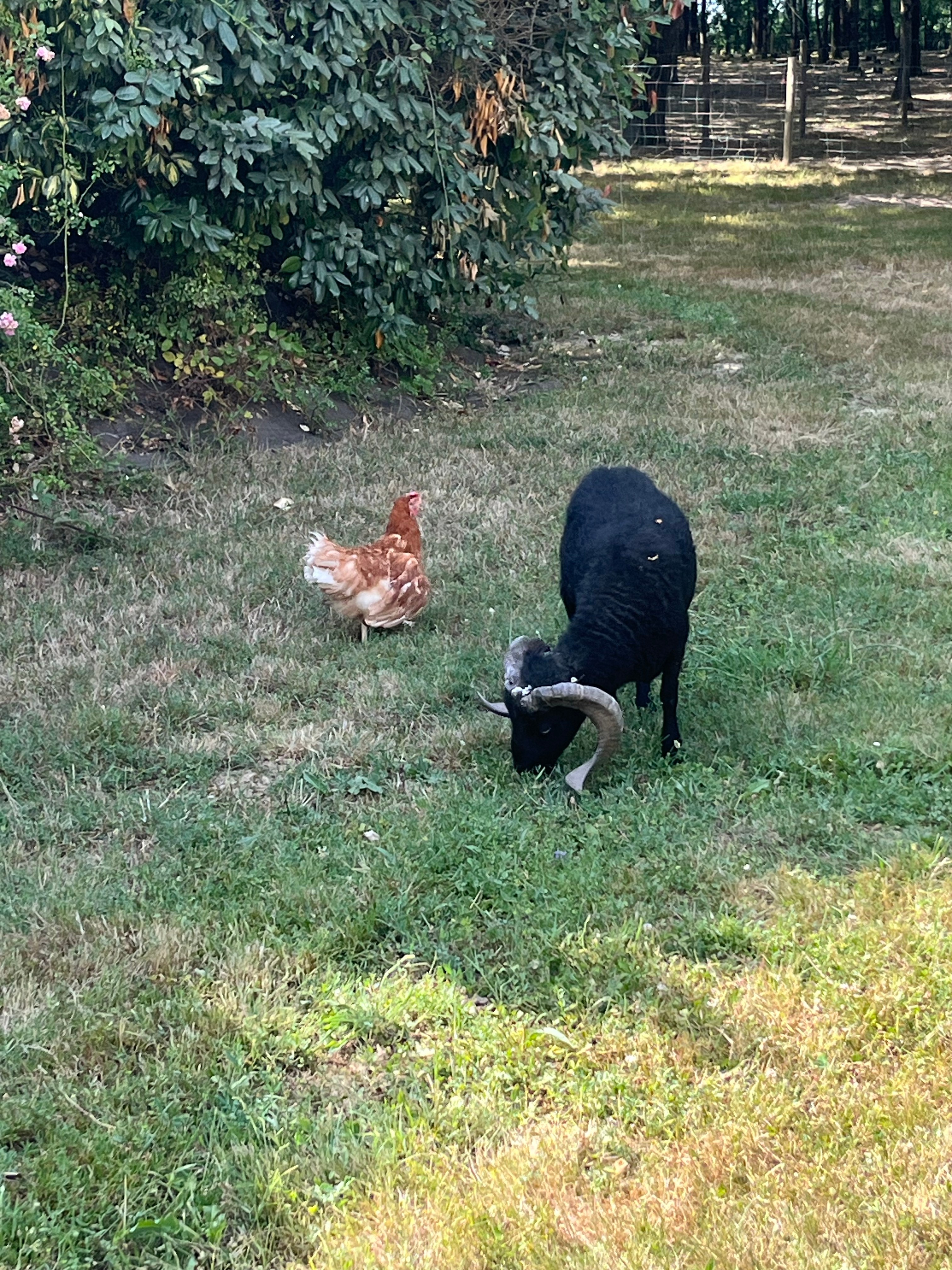 Farm animals