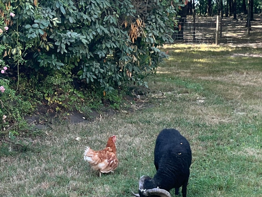 Farm animals