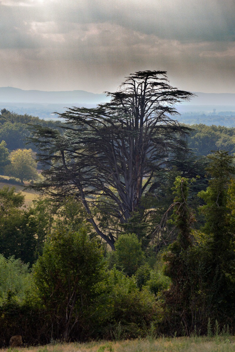Les cèdres du Domaine