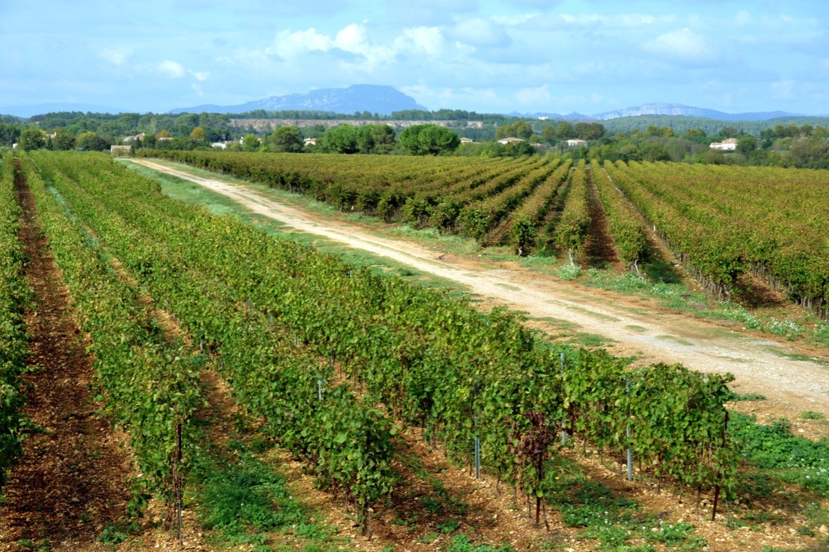 Gite à louer dans un domaine viticole - Montpellier, Hérault