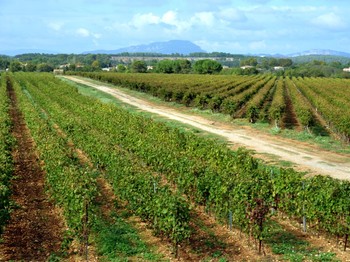 Gite à louer dans un domaine viticole - Montpellier, Hérault
