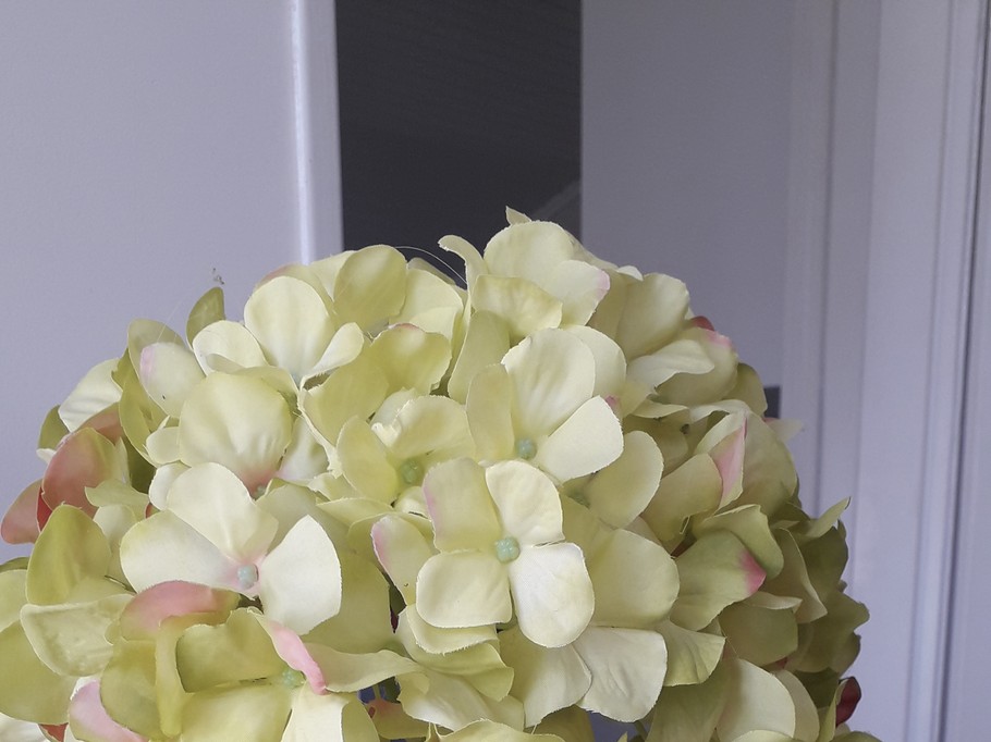 Hortensia - Saint Pierre Brouck - Nord 59
