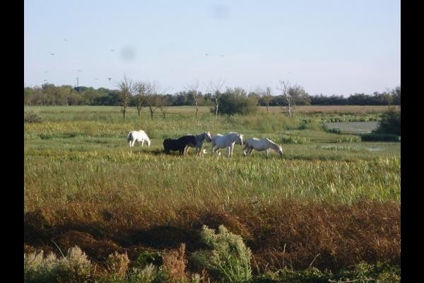 Promenade le long du canal du midi