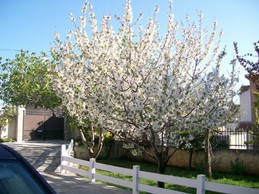 le jardin