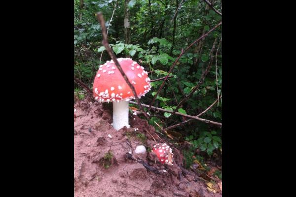 les découvertes dans la forêt